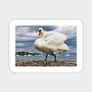 Swan in Hagnau - Lake Constance, Germany Magnet