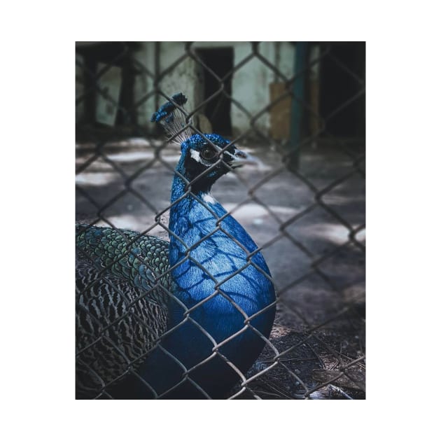 a peacock by milicab