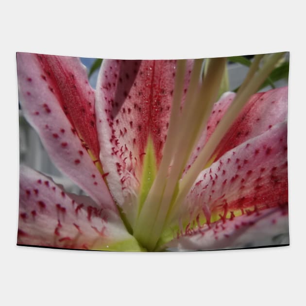 Beautiful photograph of lily flower Tapestry by Annalisseart24