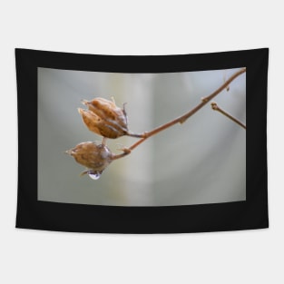 Rose of Sharon branch ~ prior to Spring Tapestry