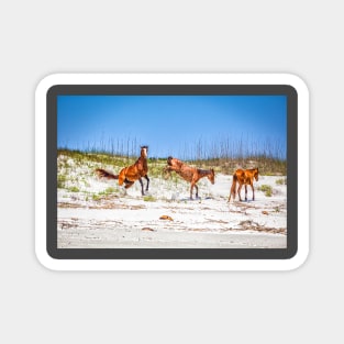 Wild Horses at Cumberland Island National Seashore Magnet