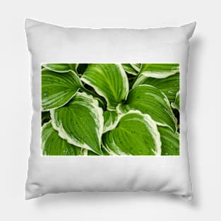 Hosta Leaves In The Rain 1 Pillow