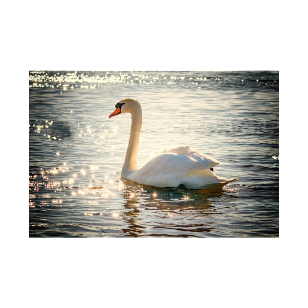 Swan in Sunlight by kawaii_shop