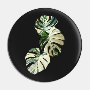 MONSTERA THAI CONSTELLATION MUTATION Pin