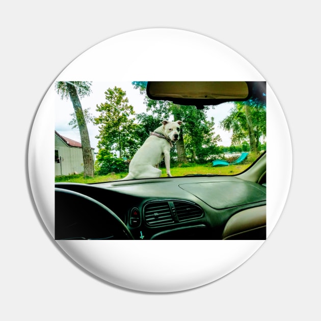 Lilly on car Pin by Boog-night