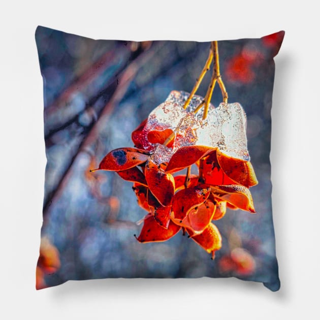 Fire and Ice Bittersweet  4 Pillow by Robert Alsop