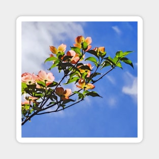 Pink Dogwood Against the Sky Magnet