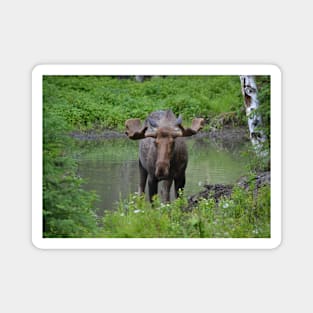 Chena Hot Springs Moose Magnet