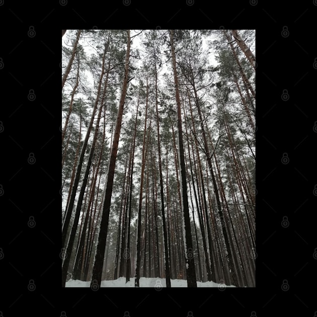 snowy forest beautiful treetops by matze-design
