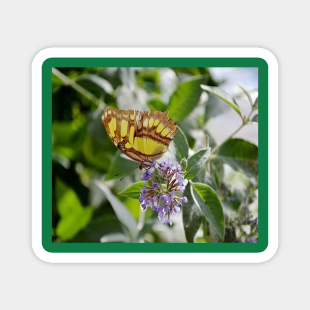 Yellow butterfly Magnet by CindersRose