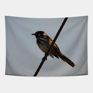 New Holland Honeyeater on a wire Tapestry
