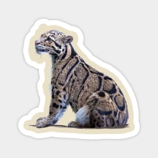 Clouded Leopard Hoodie Java