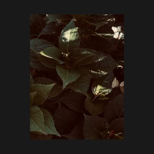 Dramatic photo of hydrangea leaves T-Shirt