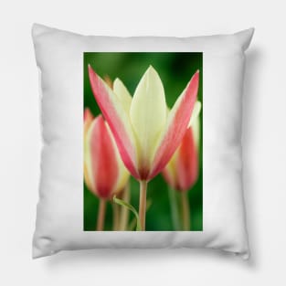 Tulipa clusiana  'Cynthia'  AGM  Lady tulip  Miscellaneous tulip Pillow