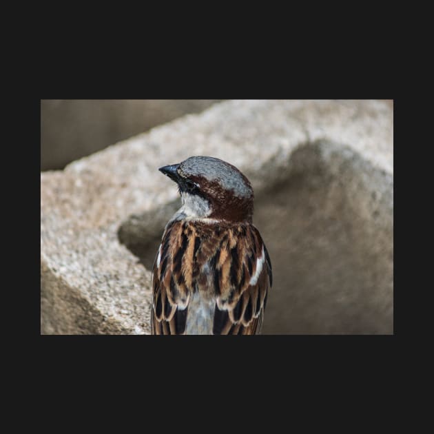 House sparrow sing by KensLensDesigns