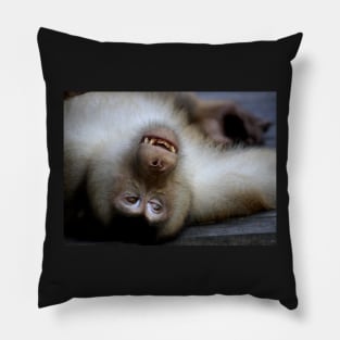 Not A Care In The World: Pig-tailed Macaque Portrait, Borneo Pillow