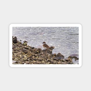 Killdeer Bird Standing On A Rocky Shore Magnet