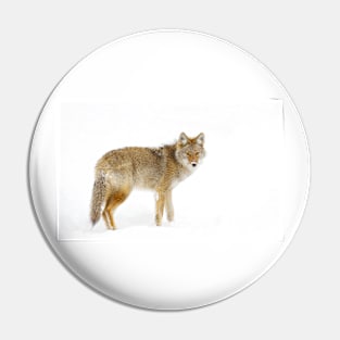 Coyote in Winter Pin