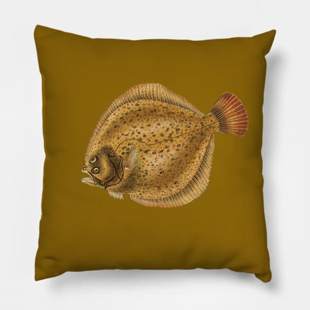 Turbot (Scophthalmus maximus) - flatfish scientific illustration. Pillow by Luggnagg