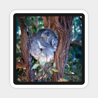 Koala and baby Magnet