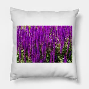 Purple loosestrife Pillow