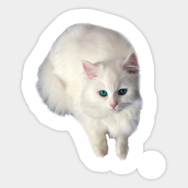 White Cat With Teal Eyes