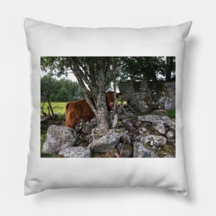 Scottish Highland Cattle Calf 1811 Pillow