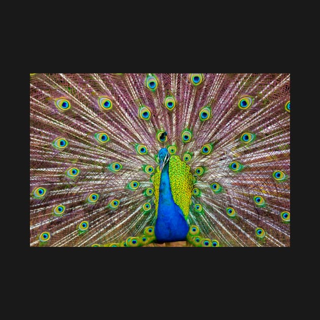 Peacock Showing Off by JeffreySchwartz