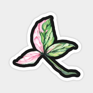 Syngonium Pink Splash Leaf Magnet