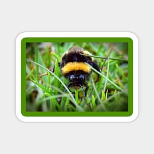 Bee Portrait Magnet