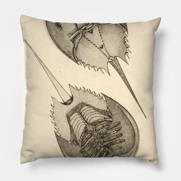 Horseshoe Crab Pillow by bluespecsstudio
