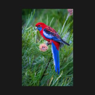 Crimson Rosella feeding on Grevillea flower T-Shirt