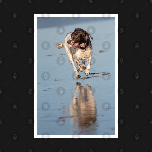 English Springer spaniel by Robert john