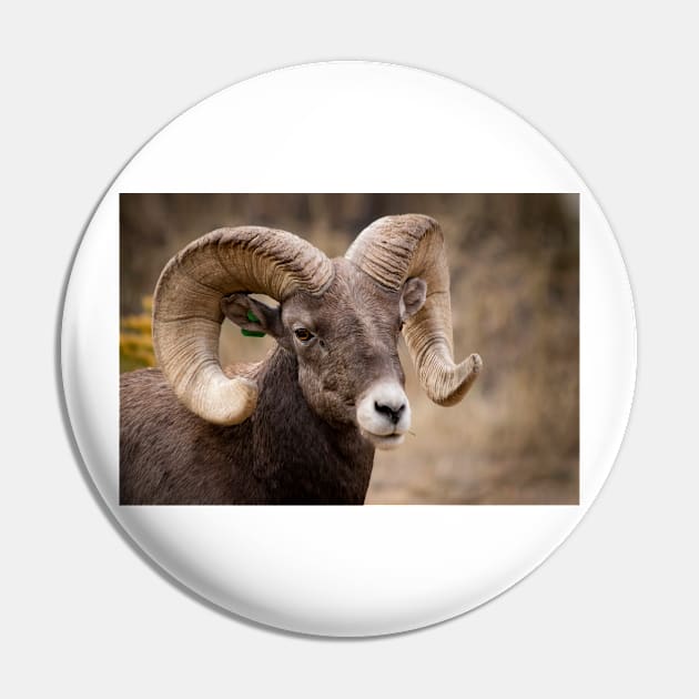 Bighorn Sheep Pin by valentina9