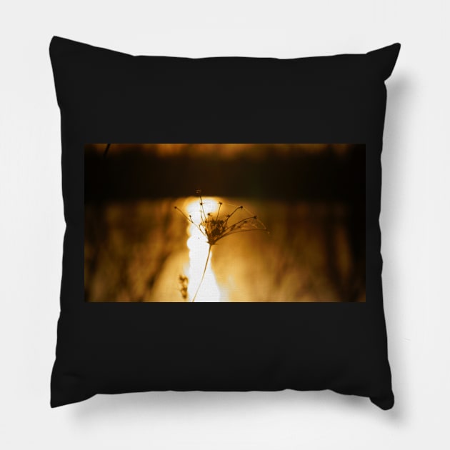 Queen Anne's Lace at Sunset Pillow by 1Redbublppasswo