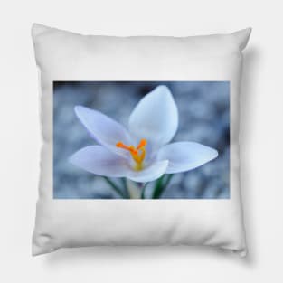 Crocus biflorus subsp. weldenii  &#39;Fairy&#39; Pillow