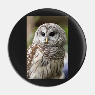 Barred Owl Portrait Pin