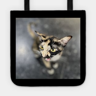 Tortoiseshell cat Tote