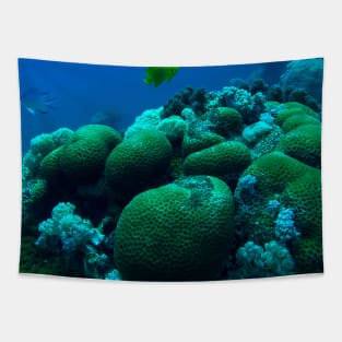 Red Sea Coral Reef Tapestry