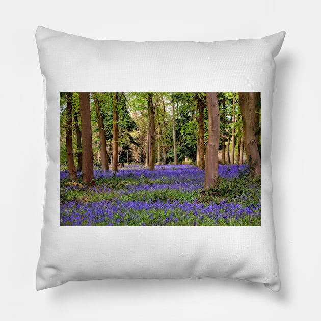 Bluebells Bluebell Woods Basildon Park Berkshire Pillow by AndyEvansPhotos