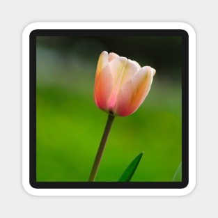 Pink Tulip Magnet