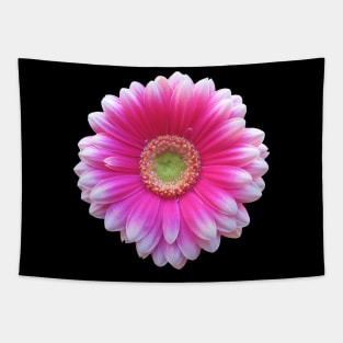 gerbera flower, daisies, gerberas, daisy, bloom Tapestry