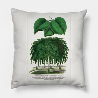 Camperdown Weeping Elm Tree Lithograph (1900) Pillow