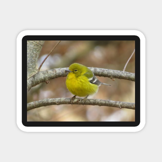 Pine Warbler Perched 2020 Magnet by ToniaDelozier