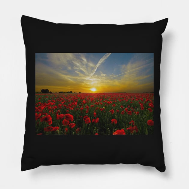 ANZAC Day Field Poppies Pillow by Felicity-K