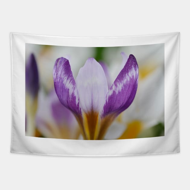 Crocus sieberi  &#39;Hubert Edelsten&#39;   AGM Tapestry by chrisburrows