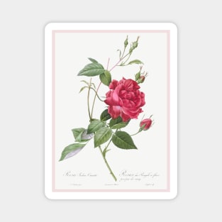 Blood-Red Bengal Rose Magnet