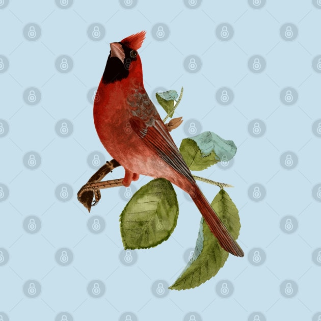 Beautiful Vintage Red Cardinal Bird Illustration by DankFutura