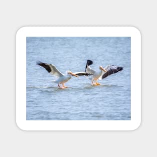 American White Pelican Dual Landing Magnet