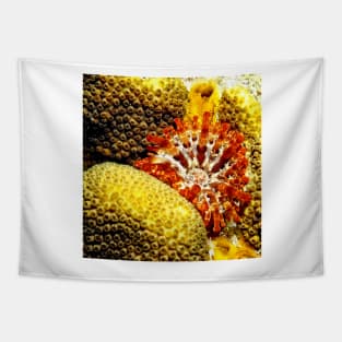 Rare Orange Tipped Corallimorph Anemone along the Coral Reef Tapestry